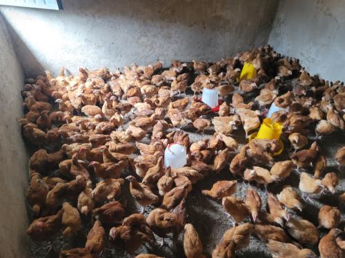 HoA-funded ESR project Alterargude Poultery Production in 2024